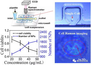 如何将微流控SERS技术应用于活细胞检测