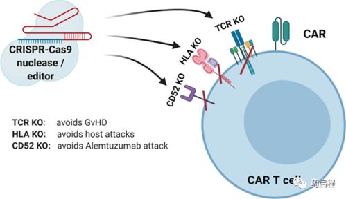 使用细胞和基因组修饰技术生成改进的 现成 car t 和 car nk 细胞