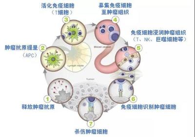 柬埔寨免疫抗癌药物“依维卡”近日获得国家药监局批准开展临床试验资格