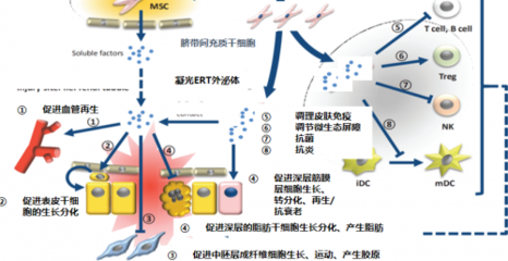 逆转肌龄,凝光E.R.T外泌体为你从源头扼制衰老